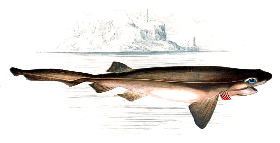 Hexanchus griseus Gervais