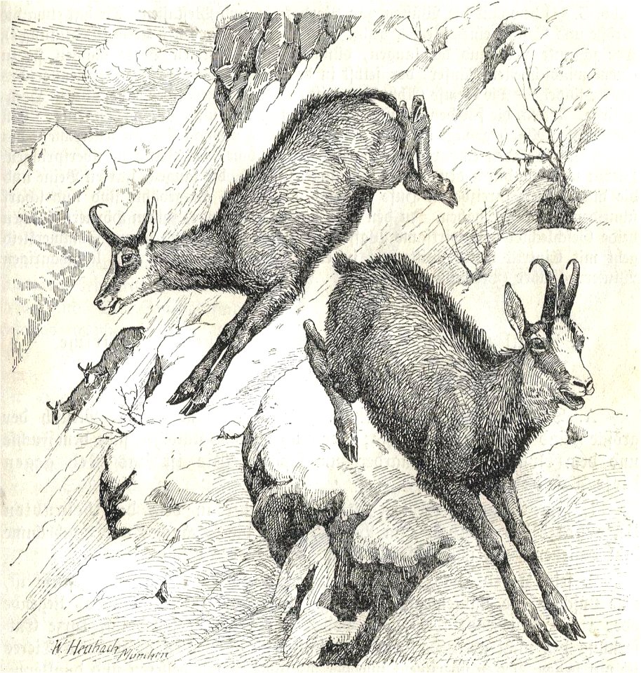 Heubach chamois