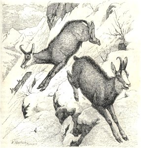 Heubach chamois. Free illustration for personal and commercial use.