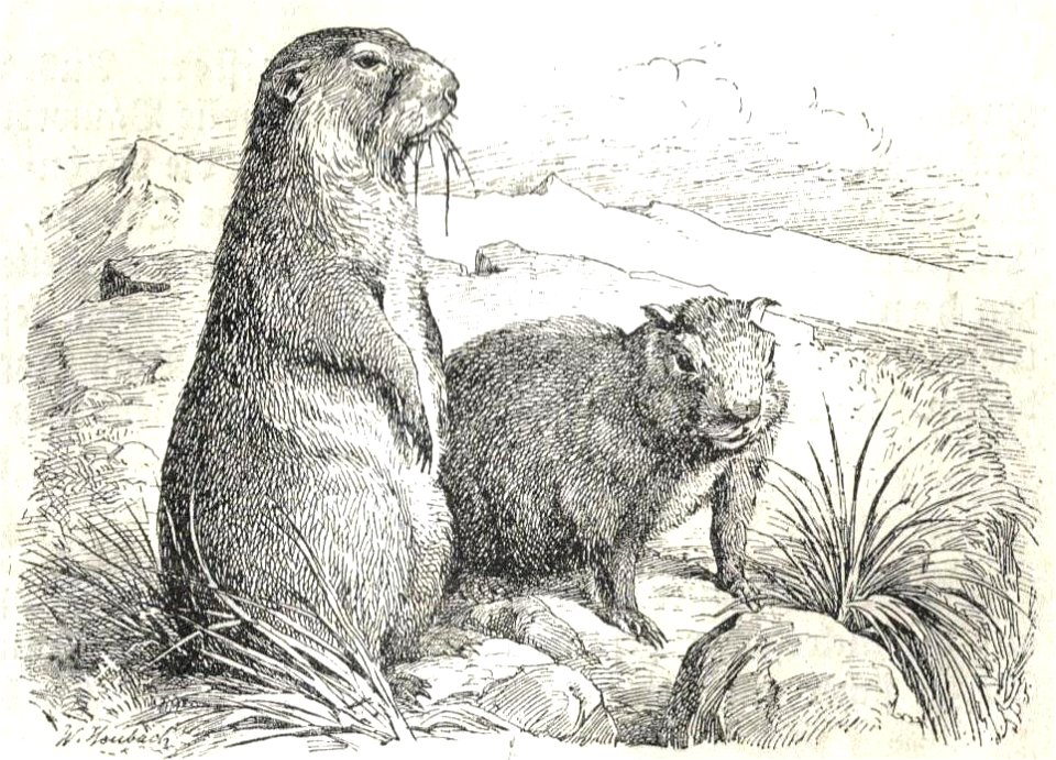 Heubach marmot