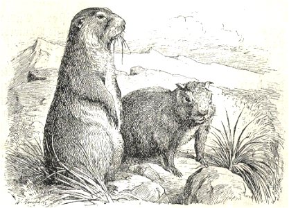 Heubach marmot. Free illustration for personal and commercial use.
