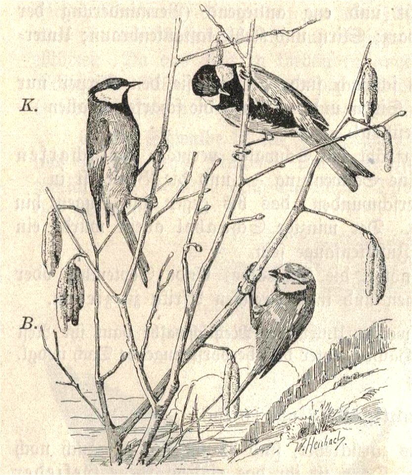 Heubach great tit and blue tit