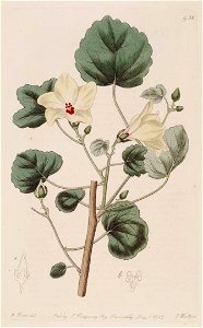 Hibiscus ficulneoides