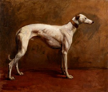 Heywood Hardy - Hardy-98372 - The White Greyhound - 1880. Free illustration for personal and commercial use.