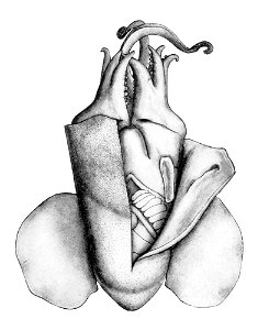 Heteroteuthis hawaiiensis4