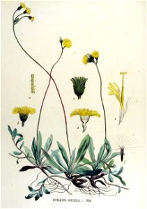 Hieracium auricula — Flora Batava — Volume v15