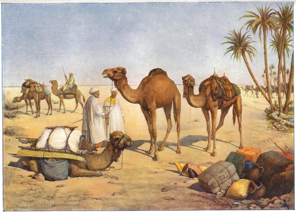 Heubach dromedary