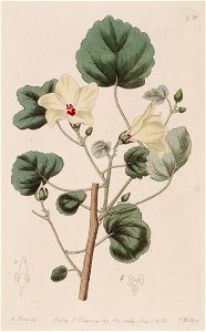 Hibiscus ficulneoides Bot. Reg. 11. 938. 1825.