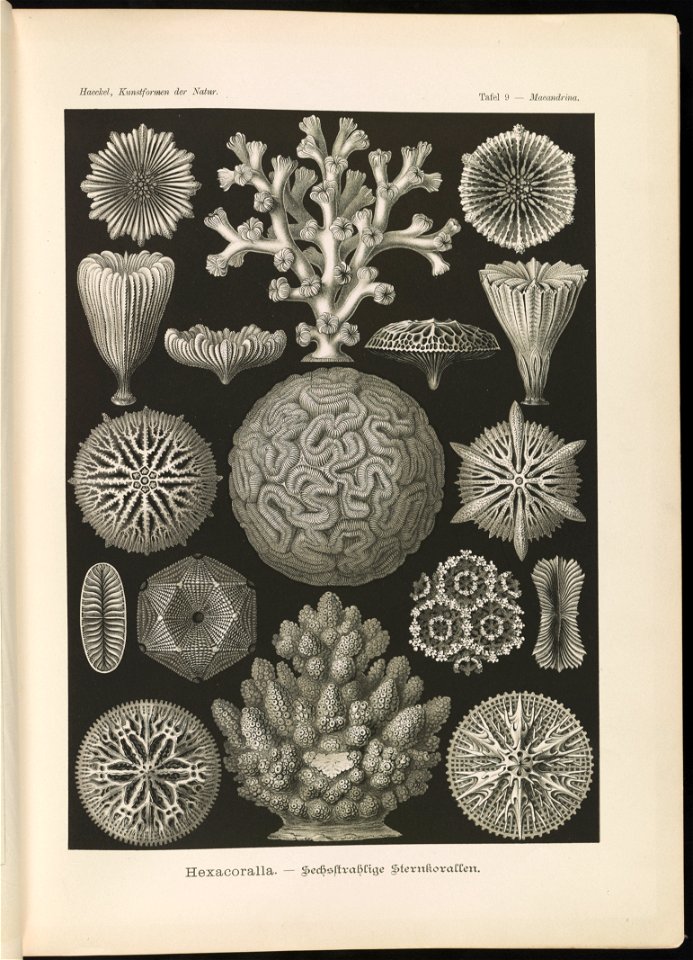 Hexacoralla. - Sechsstrahlige Sternkorallen LCCN2015647739