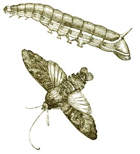 Het leven der bloem (1900) p117 fig49