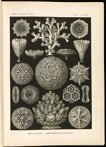 Hexacoralla. - Sechsstrahlige Sternkorallen LCCN2015647739