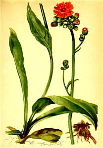Hieracium aurantiacum Atlas Alpenflora