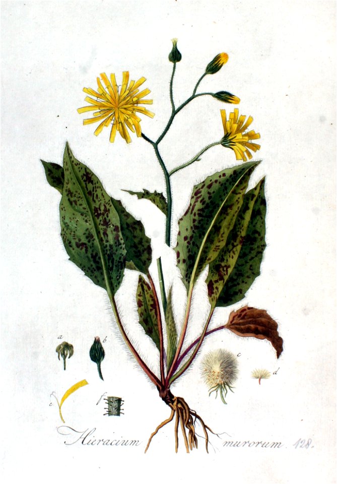 Hieracium murorum — Flora Batava — Volume v2