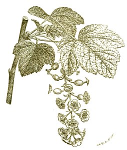 Het leven der bloem (1900) p122 fig53