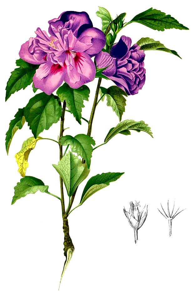 Hibiscus syriacus Blanco2.346-cropped
