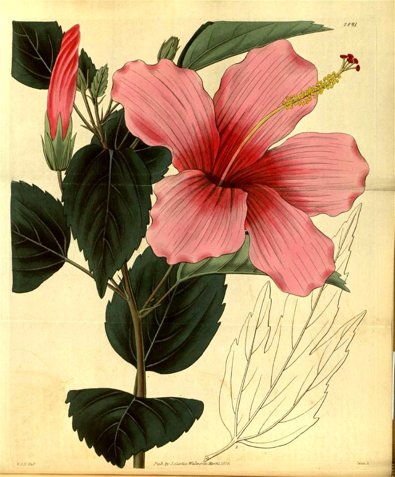 Hibiscus liliiflorus 2