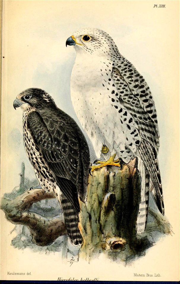 HierofalcoHolboelliKeulemans