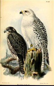 HierofalcoHolboelliKeulemans