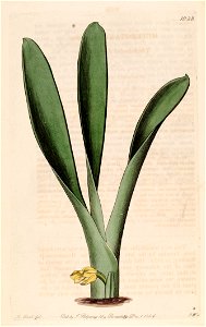 Heterotaxis sessilis (as Heterotaxis crassifolia) - Bot. Reg. 12 pl. 1028 (1826). Free illustration for personal and commercial use.