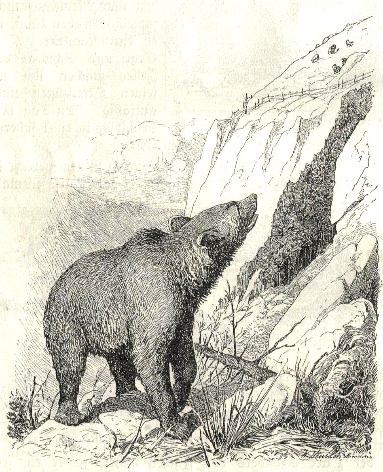 Heubach brown bear