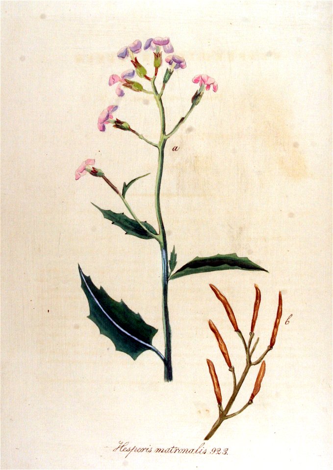 Hesperis matronalis — Flora Batava — Volume v12