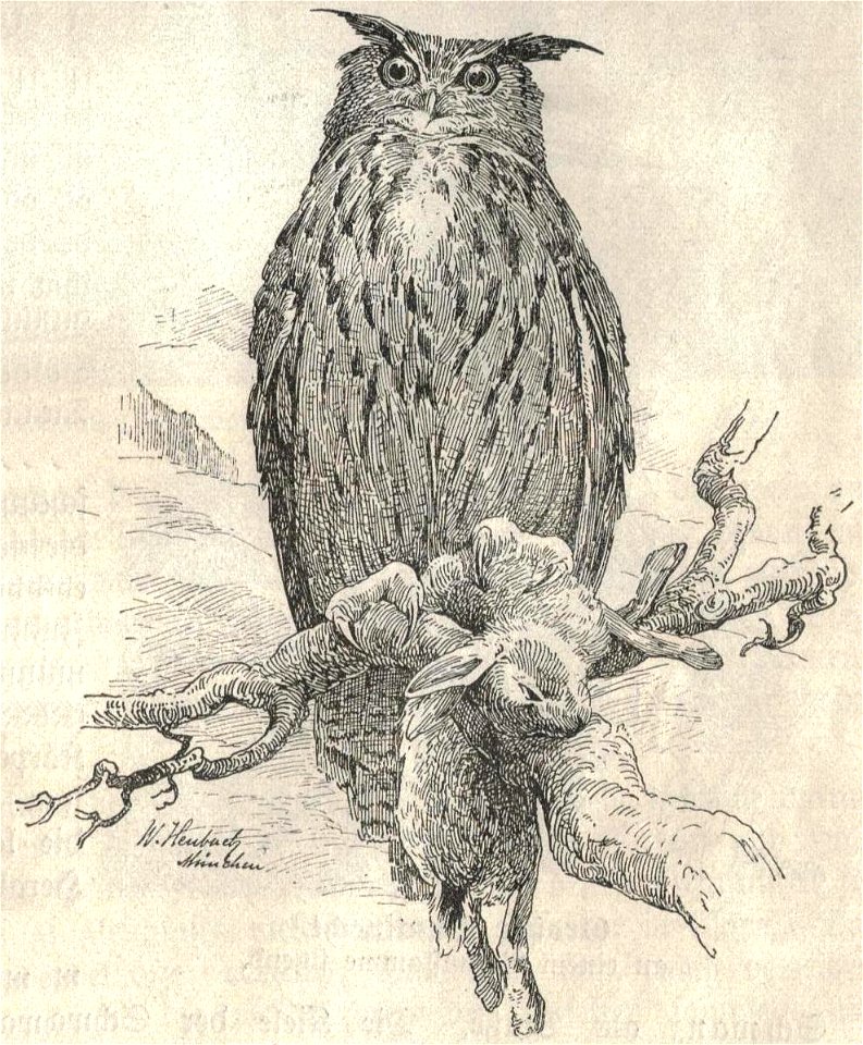 Heubach Eurasian Eagle-owl