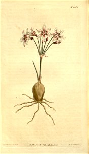 Hessea cinnamomea (as Strumaria crispa) 33. 1363 (1811)