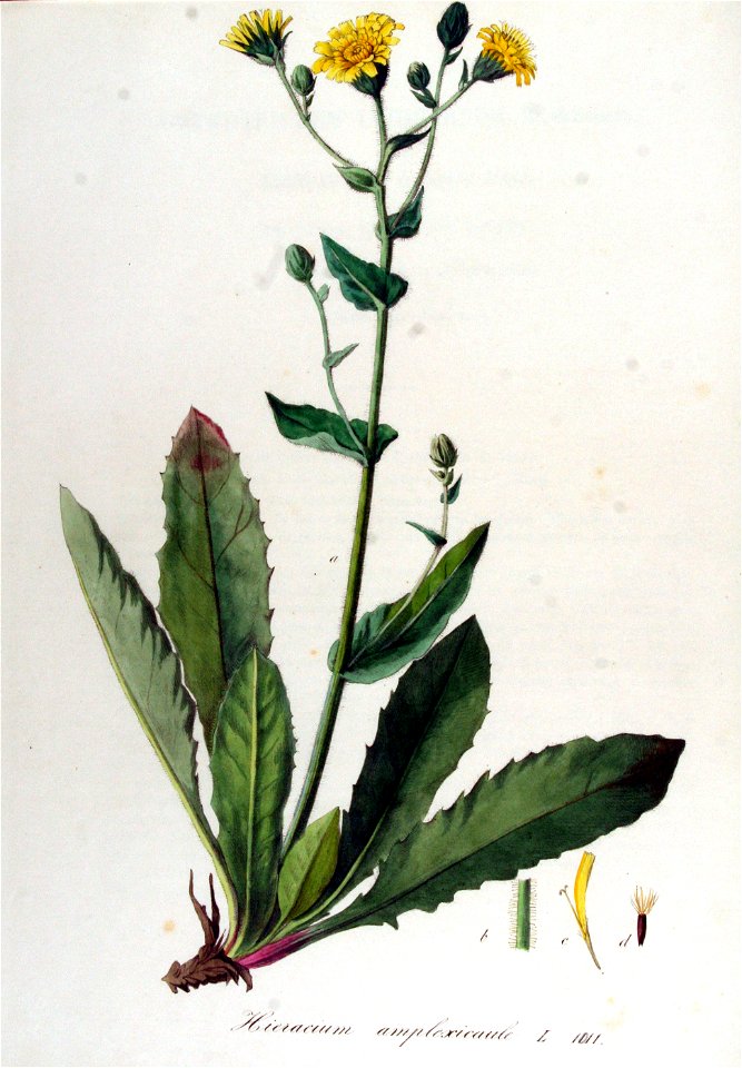 Hieracium amplexicaule — Flora Batava — Volume v13