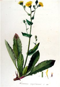 Hieracium amplexicaule — Flora Batava — Volume v13