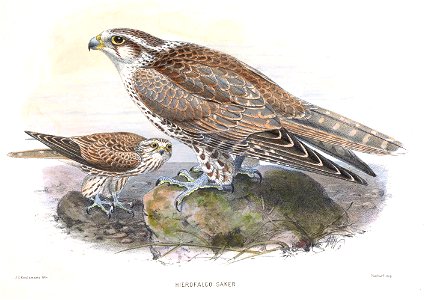 HierofalcoSakerKeulemans2