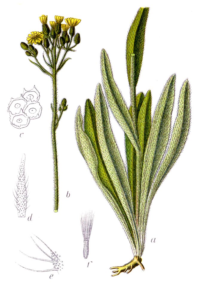 Hieracium praealtum Sturm59