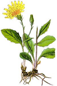 Hieracium sp Sturm63