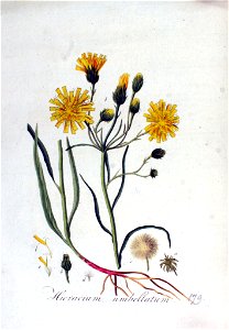 Hieracium umbellatum — Flora Batava — Volume v3