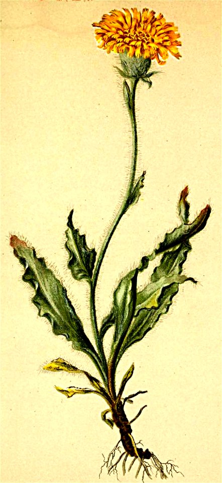Hieracium villosum Atlas Alpenflora