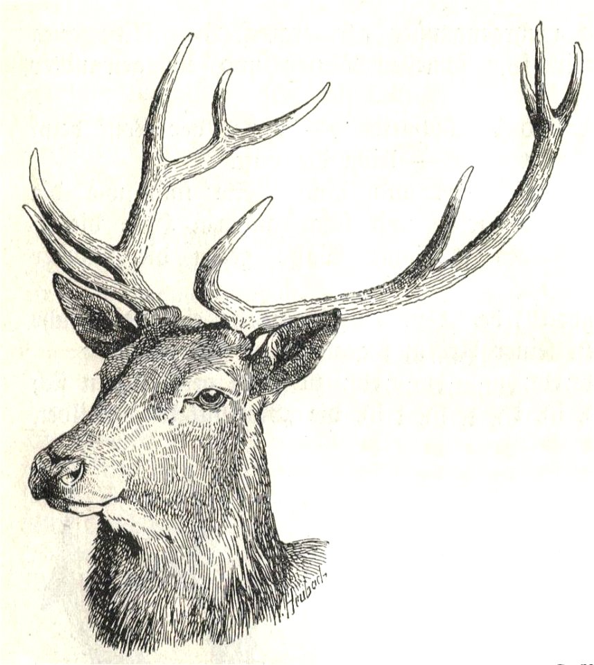 Heubach red deer head
