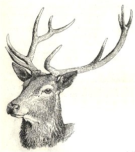 Heubach red deer head. Free illustration for personal and commercial use.