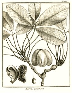 Hevea peruviana Aublet 1775 pl 335