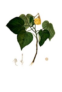 Hibiscus tiliaceus Blanco clean