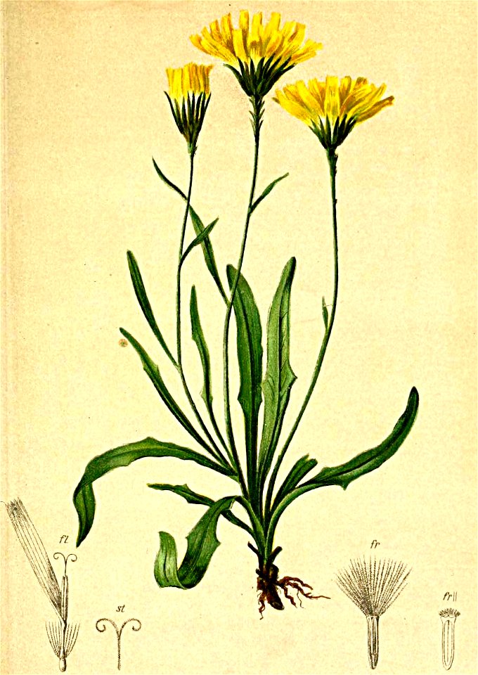 Hieracium staticefolium Atlas Alpenflora