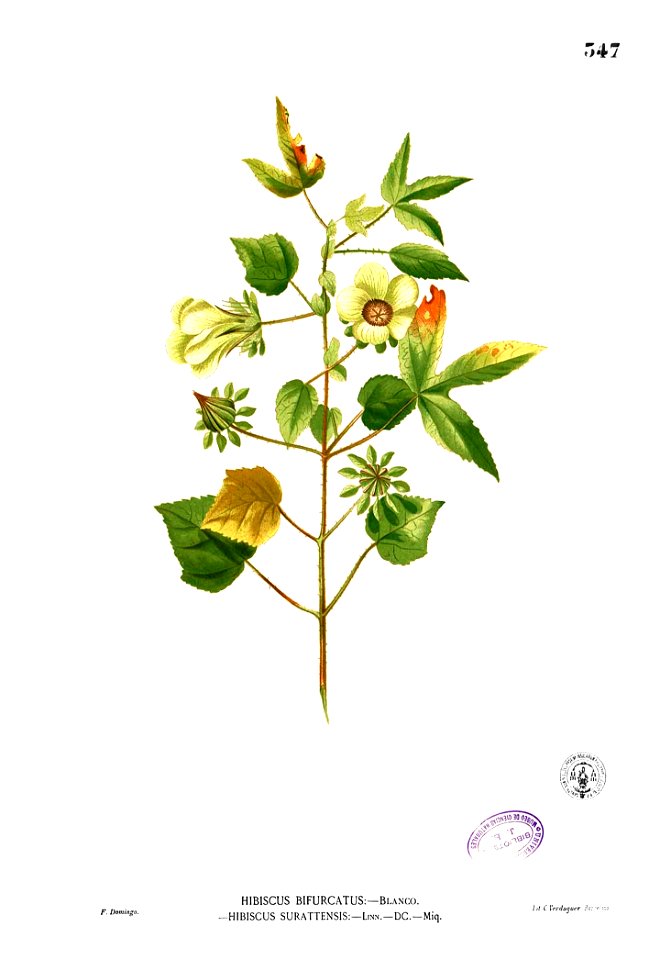 Hibiscus surattensis Blanco2.347