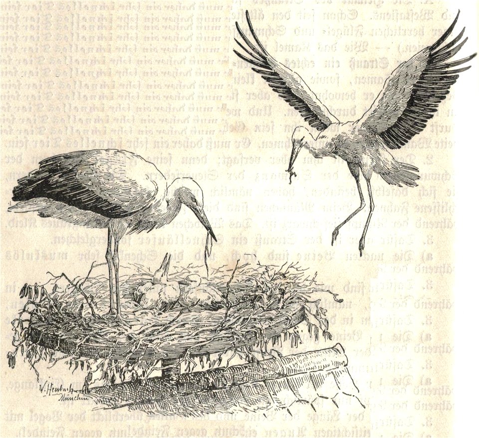 Heubach stork