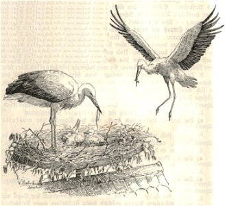 Heubach stork. Free illustration for personal and commercial use.
