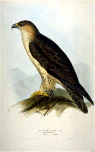 Hieraaetus fasciatus by John Gould
