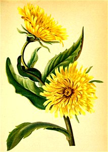 Hieracium intybaceum Atlas Alpenflora