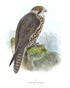 HierofalcoGyrfalcoKeulemans