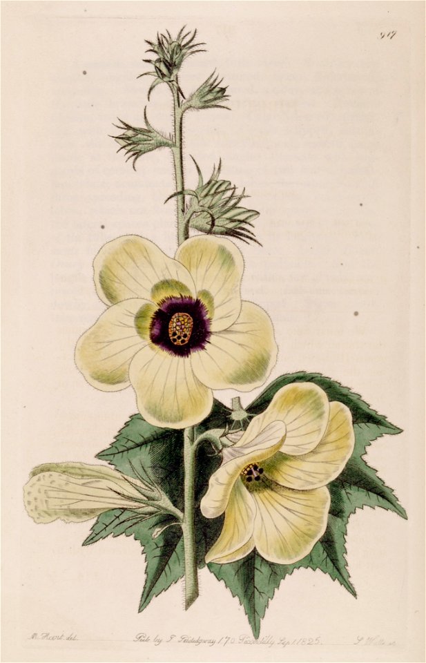 Hibiscus racemosus Bot. Reg. 11. 917.1825