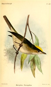 HeteropelmaFlavicapillumSmit