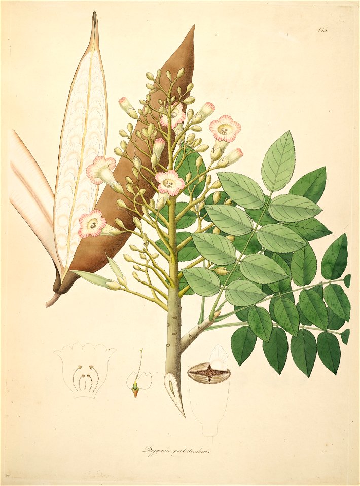 Heterophragma quadriloculare Roxburgh 1798 2-145