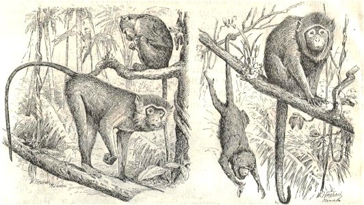 Heubach guenon and howler monkey