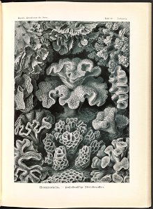 Hexacoralla. - Sechsstrahlige Sternkorallen LCCN2015648951